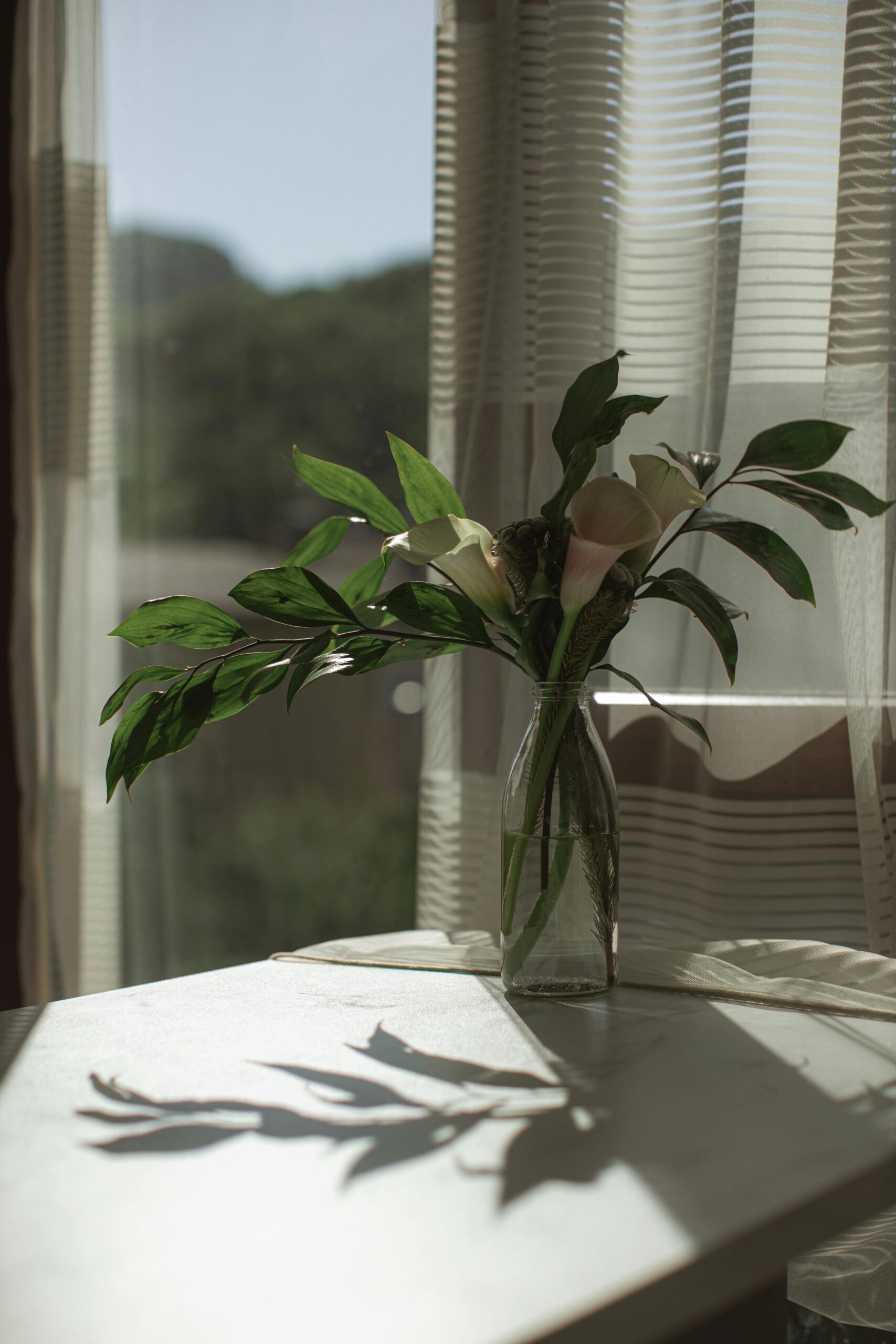 A serene vase of calla lilies with leafy greens catches sunlight by a window, casting soft shadows.